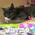 Angela Whitehill Johnson's profile image