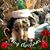 Tracy Linkous's profile image