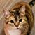 Geoffrey Hollinden's profile image