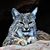 Joyce Adams's profile image