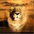 Kim Wheeler Chisholm's profile image