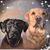 Dave N Kathy Elliott's profile image