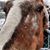 Suzanne Moore Khorramy's profile image