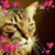 Kathy Sands's profile image