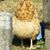 Jeanne Sharp's profile image