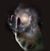 Barbara 'Janssen' Fogarty's profile image