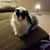 Esther Stein Umphred's profile image