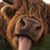 Tyler Curnes's profile image