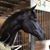 Misti Broughton's profile image