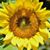 Bobbi Dugas's profile image