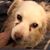 Kris Andrews Korth's profile image
