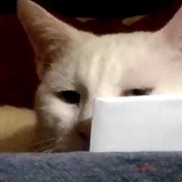 Brock R. Gemberling's profile image