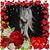 Leslie Stauffer's profile image