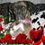 Sabine Herman Ascherl's profile image
