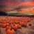Denise Farris Jackson's profile image