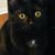 Susan Ernest's profile image