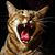 Connie Dettenhofer Batiste's profile image
