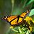 Nancy Denham's profile image