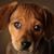 Carlton Veterinary Hospital's profile image