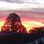 Cheryl Browne Martin's profile image