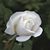 Jackie Horning's profile image