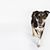 Kramer Canine's profile image