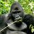 Jon Healy's profile image