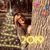 Sheila Lembke Wiese's profile image