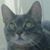 Debbie Dawn's profile image