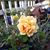 Elisa Lepine's profile image