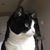Cherie Hart-Spicer's profile image