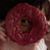 Jody Plummer McBride's profile image