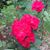 Rose Ampuero's profile image