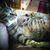 Jo-Ann Lasko Curtola's profile image