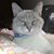 Dorothea Rose Angelina Walker's profile image