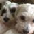 Debbi Scansen Smith's profile image