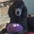 Anne Pearse Goehring's profile image