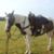Phyllis Salter Belcher's profile image