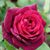 Juanita Castillo's profile image