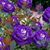 Dolores Dugas Billiot's profile image