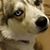 John Palenik's profile image