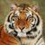Carolyn Ann Rash's profile image