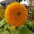 Marie Tometich's profile image