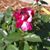 Mary Duke's profile image