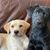Susan Britt Canales's profile image