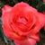 Maria Arintok's profile image