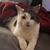JoAnne Harris's profile image