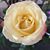 Ruth Maldonado's profile image