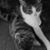 Stacy Trowbridge's profile image