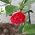 Rosann Lopez's profile image